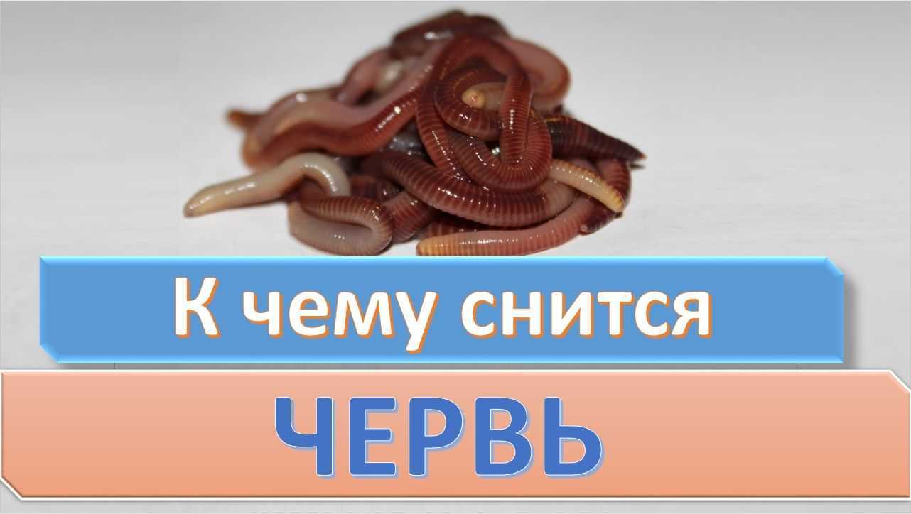 К чему снятся дождевые черви: большие, толстые, в земле, еде, теле, на полу, женщине, мужчине