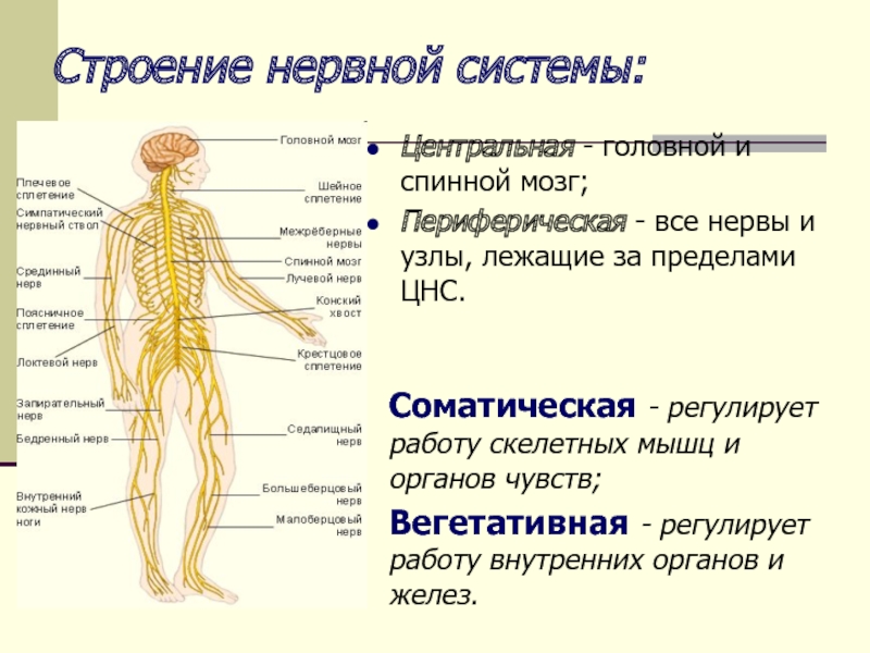 Неврологические заболевания