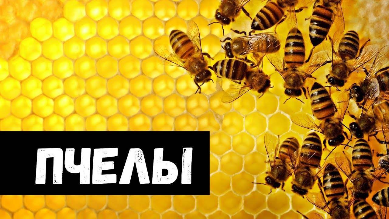 Значения по разным сонникам и влияние дней недели: пчёлы во сне — к чему снится увидеть рой или убить их