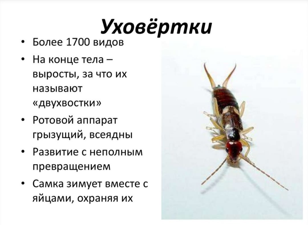Двухвостка: как избавиться, чем опасна для человека, описание с фото