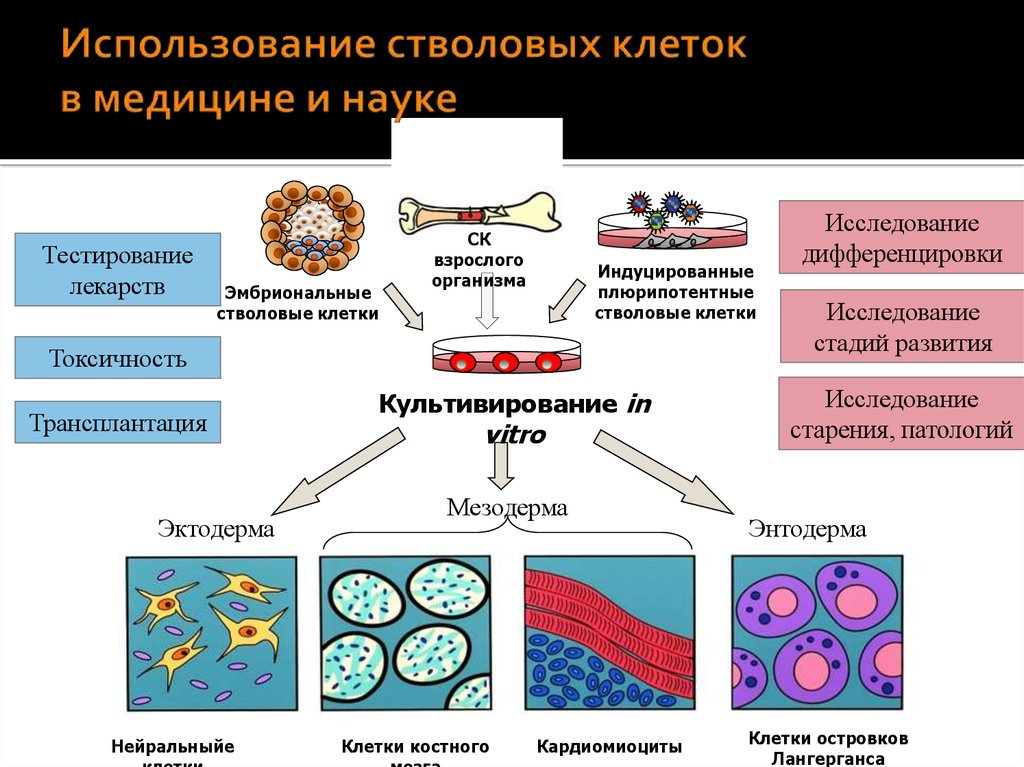 Ответы на самые популярные вопросы о стволовых клетках
