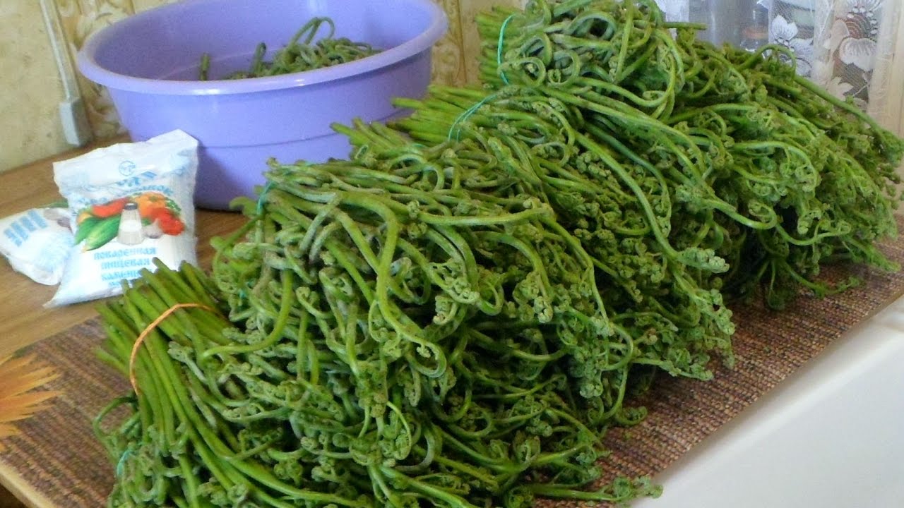 Папоротник соленый - рецепты