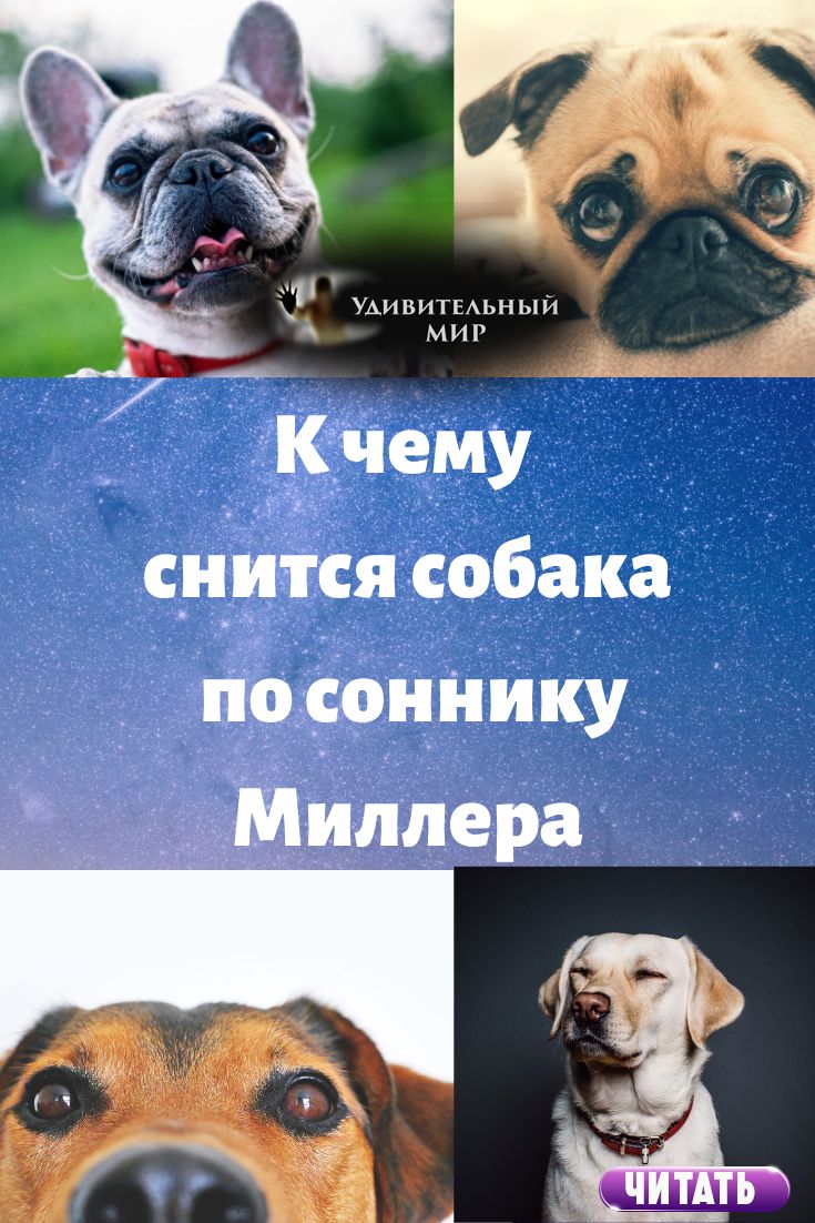 Как расшифровать сон о стае собак — 42 значения сновидения