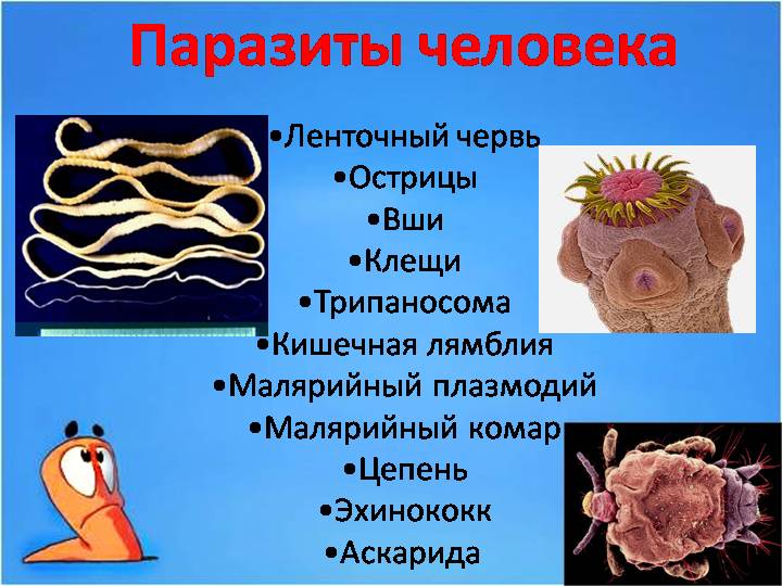 Как передаются глисты от человека к человеку?