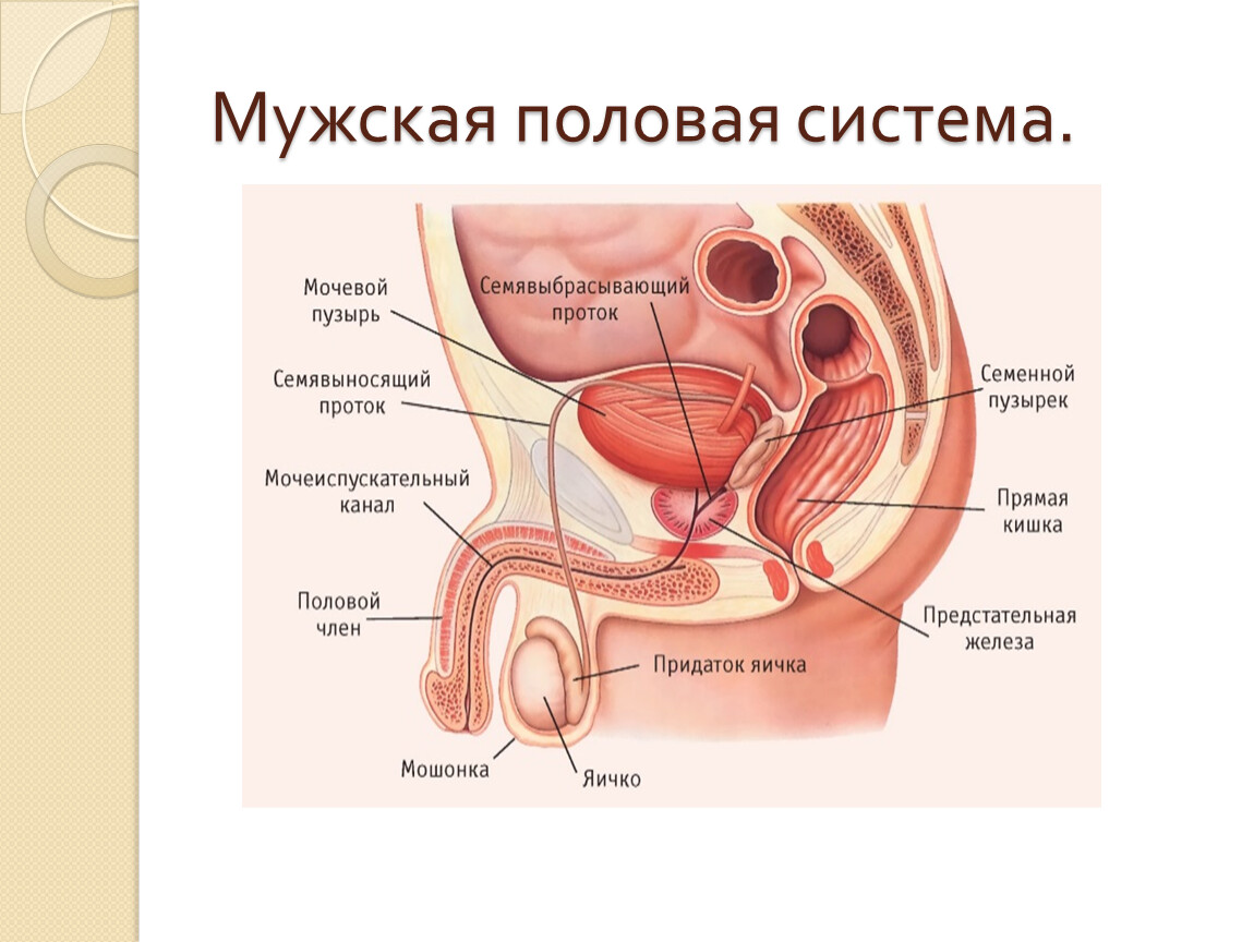 К чему снятся гениталии 💤 — топ 50 толкований сна 😵 по сонникам: что означает для мужчины и женщины видеть свои или чужие, женские или мужские половые органы