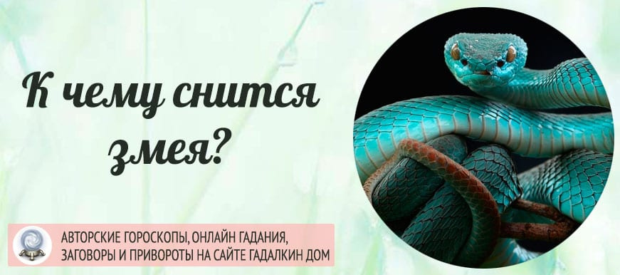 К чему снится зелёная змея: действия хищницы, большие и маленькие рептилии, толкование по соннику