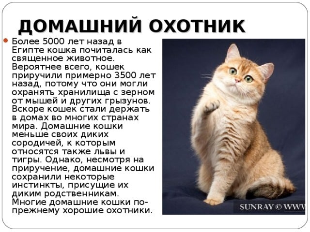 Как определить породу кошки
