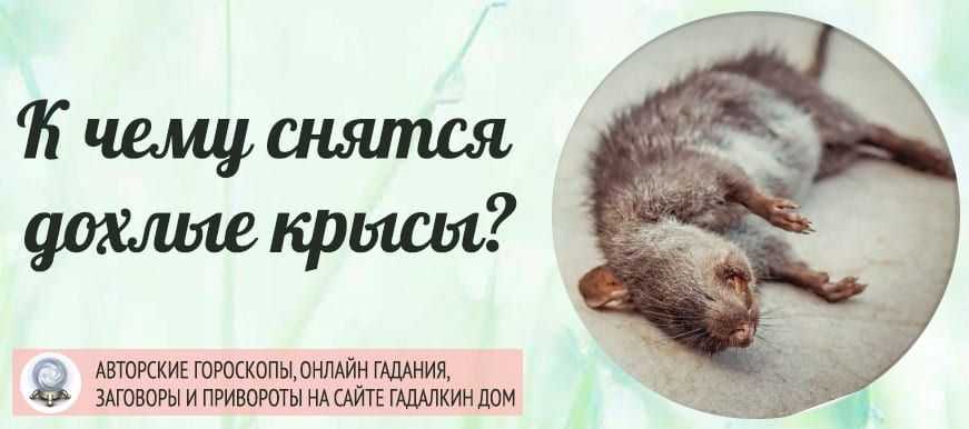 Мертвая крыса - сонник. к чему снятся мертвые крысы во сне приснились