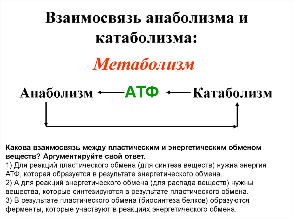 Что такое катаболизм: как проходит процесс в организме