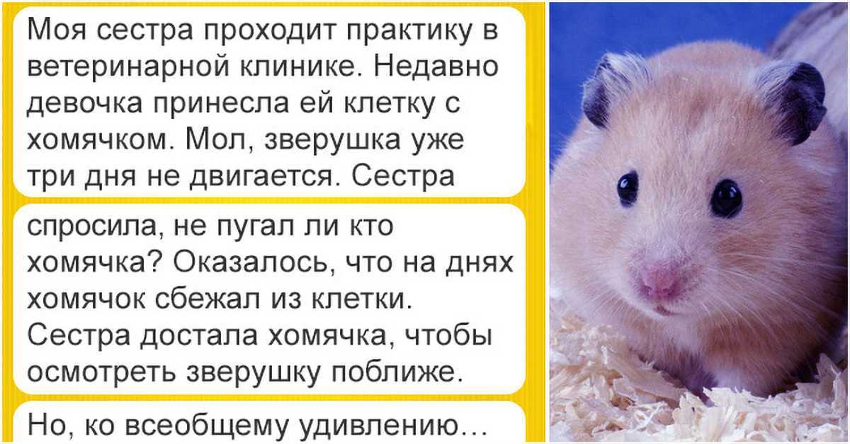 К чему снится  хомяк во сне — по 90 сонникам! если видишь во сне хомяк что значит?