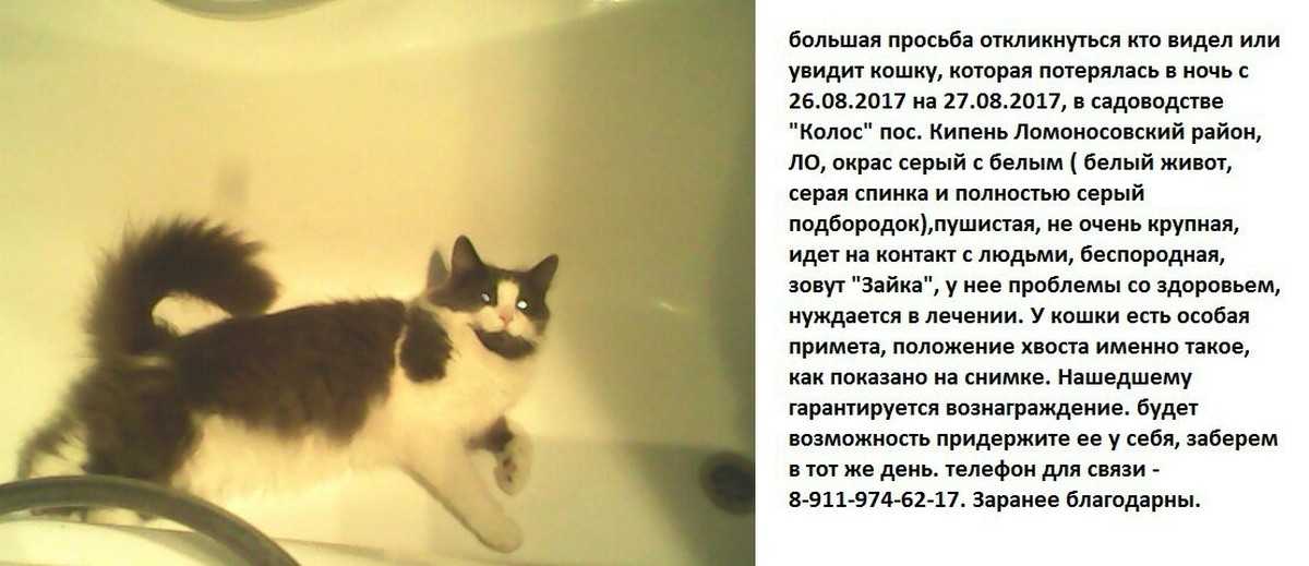 К чему снится кошка с котятами: толкование по сонникам
