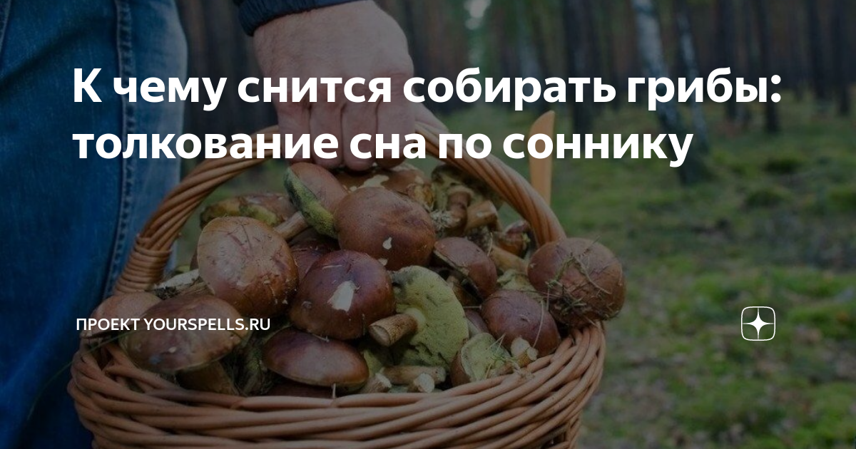К чему снятся грибы (белые, подосиновики, лисички, опята, маслята, поганки) + значение сна по старинным и новым сонникам