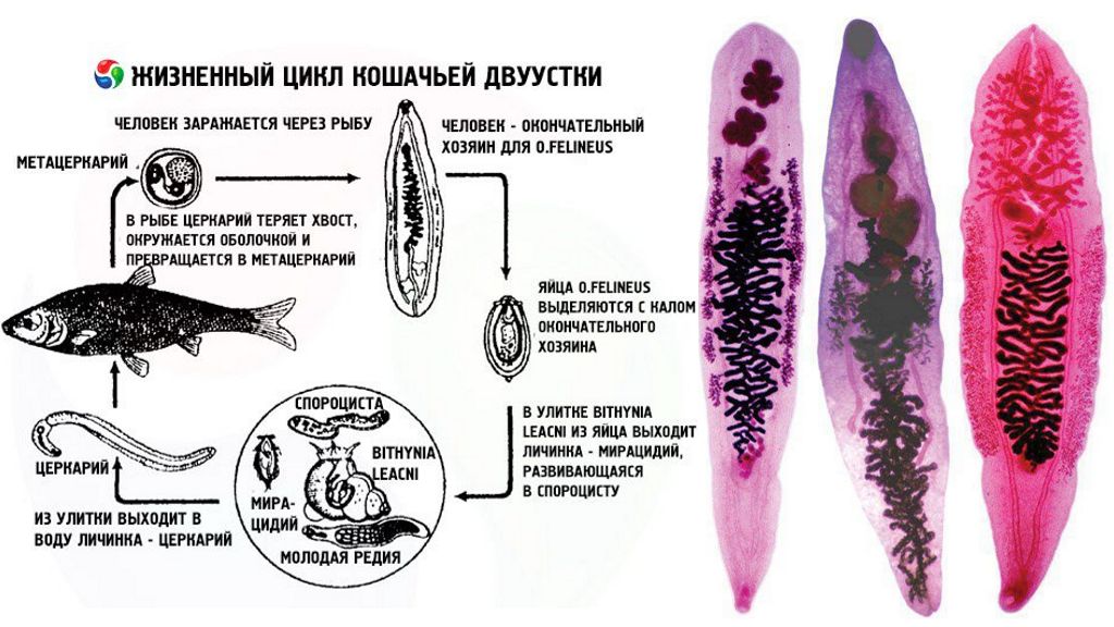 Кошачья двуустка - фото, симптомы заражения и лечение
