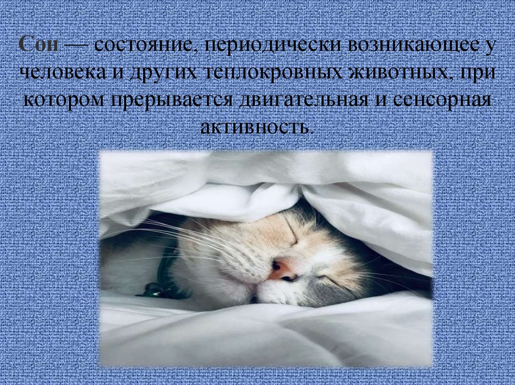 Как эффективно спать (по науке) — кинжал