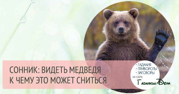 К чему снятся медведи и что человеку сулит такая встреча