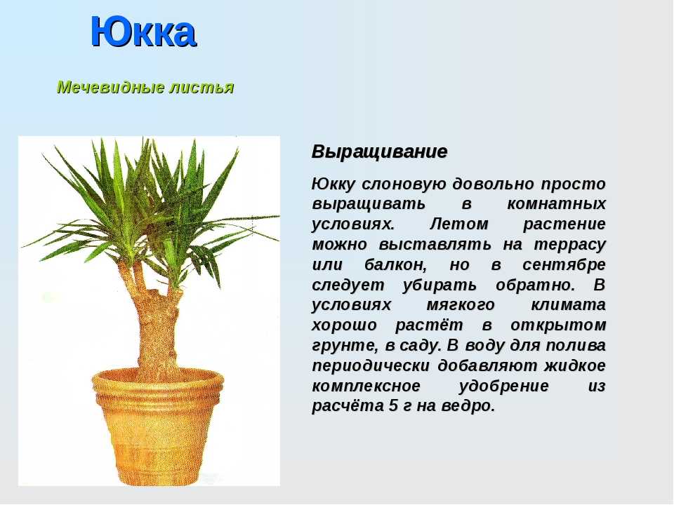 Юкка - уход в домашних условиях, выбор почвы и горшка, пересадка, обрезание