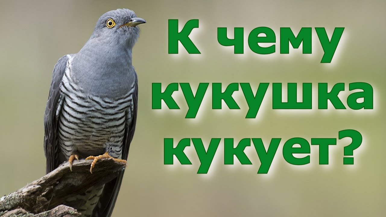 Приметы и суеверия про кукушку: к чему кукует, трактовка с учетом места и времени года