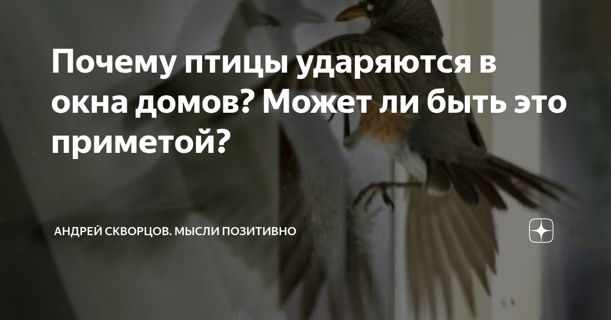 Приметы: синица ударилась в окно и улетела, врезалась, стукнулась и разбилась
