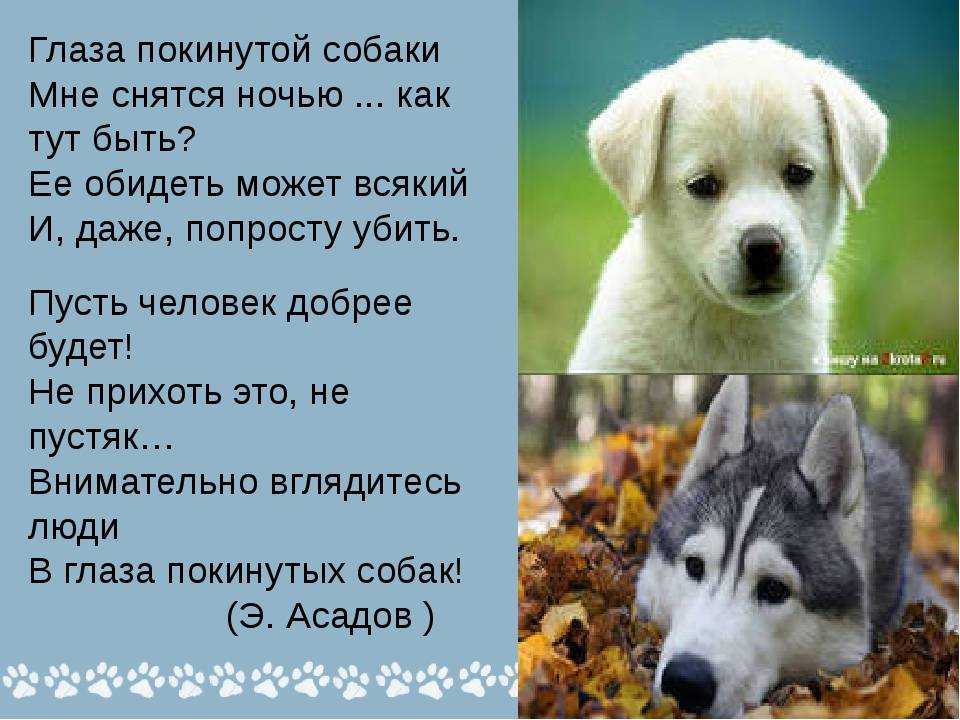 К чему снятся собаки во сне, много собак - 7 правдивых толкований