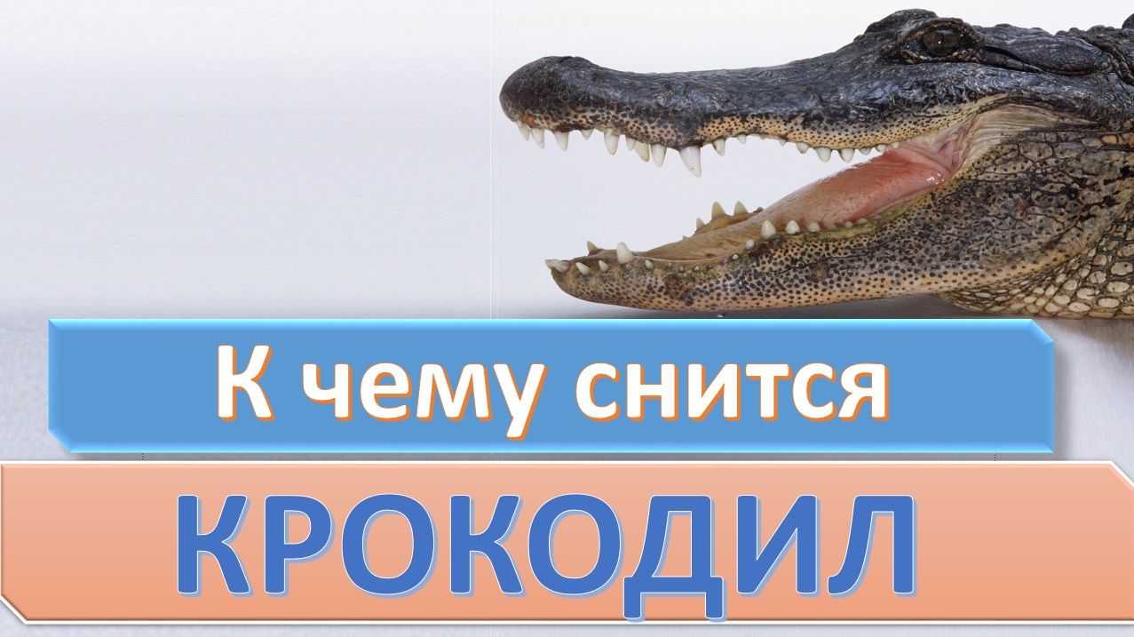 Сонник: крокодил, к чему снится крокодил во сне приснился