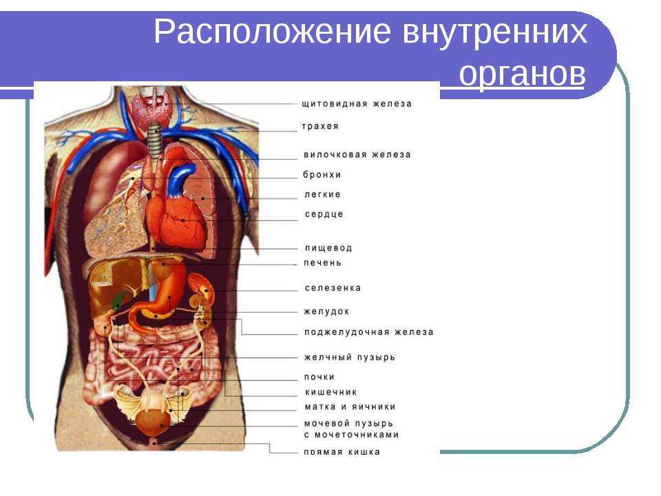 Системы органов человека: анатомия расположения внутренних органов, схема с описанием, функции, строение, особенности и деятельность человеческого организма | tvercult.ru