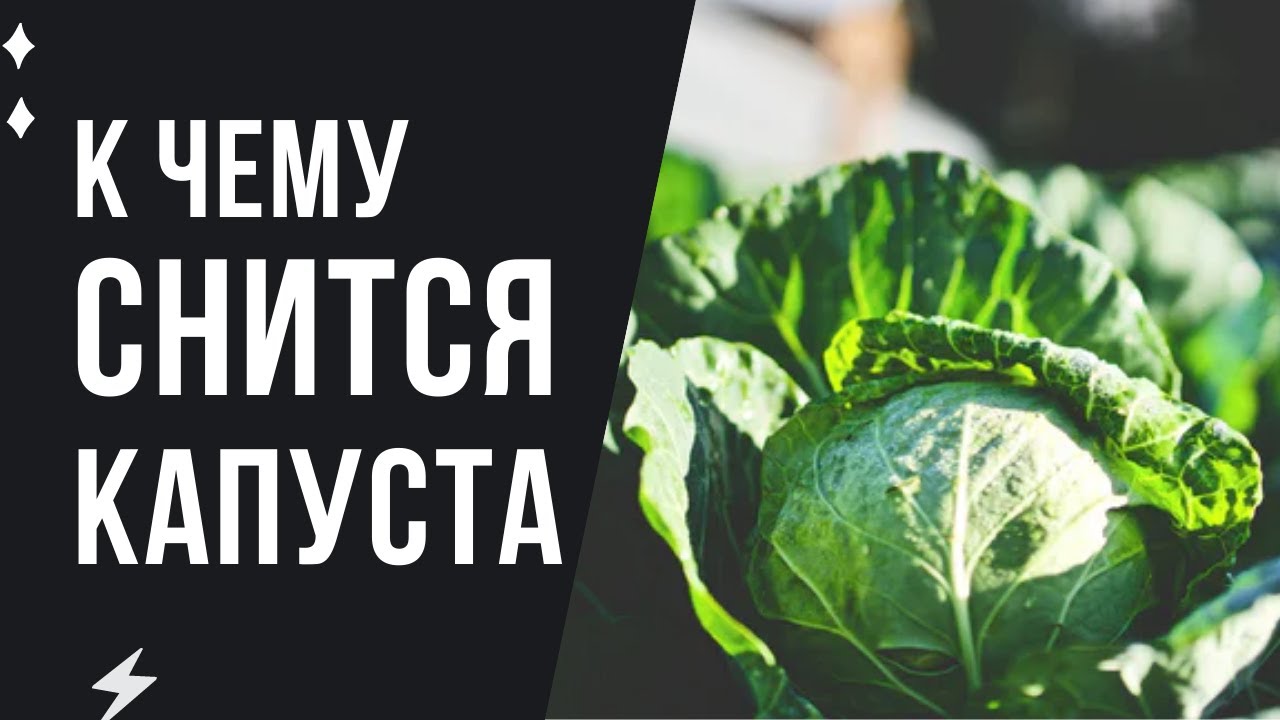 К чему снится капуста? сонник - капуста. что значит, если вам приснилась капуста?