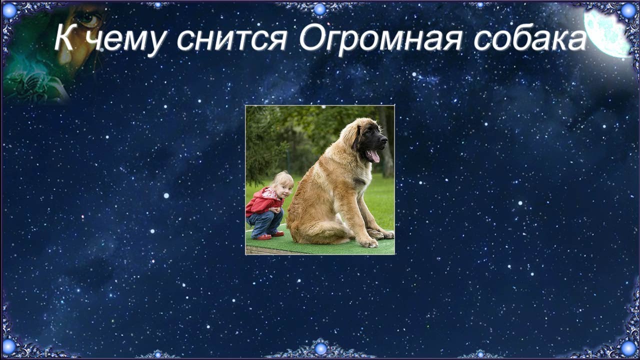 К чему снится злая собака?