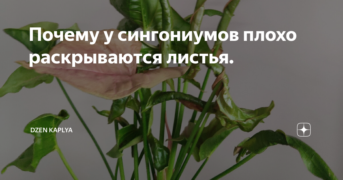 Растение синадениум гранта: уход в домашних условиях