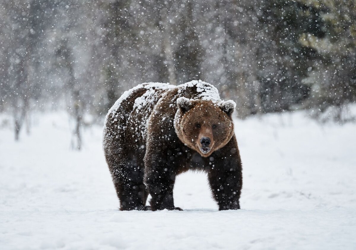 Во сне гонится медведь 🐻 - топ 41 значение ❗ по разным сонникам: к чему для мужчины или женщины снится бурая или белая медведица, которая бежит и нападает на человека
