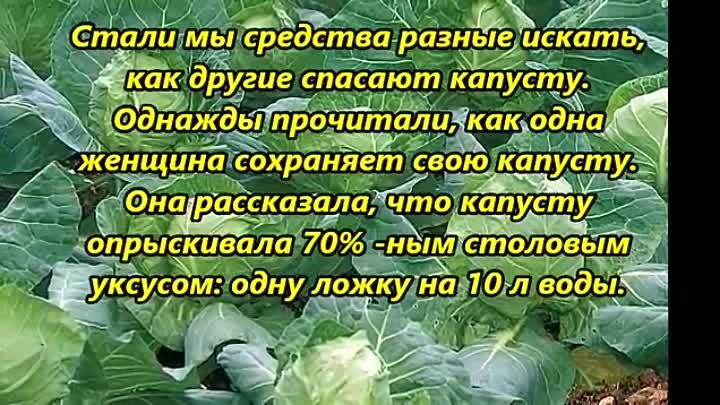 5 лучших народных средств для обработки капусты от слизней и гусениц