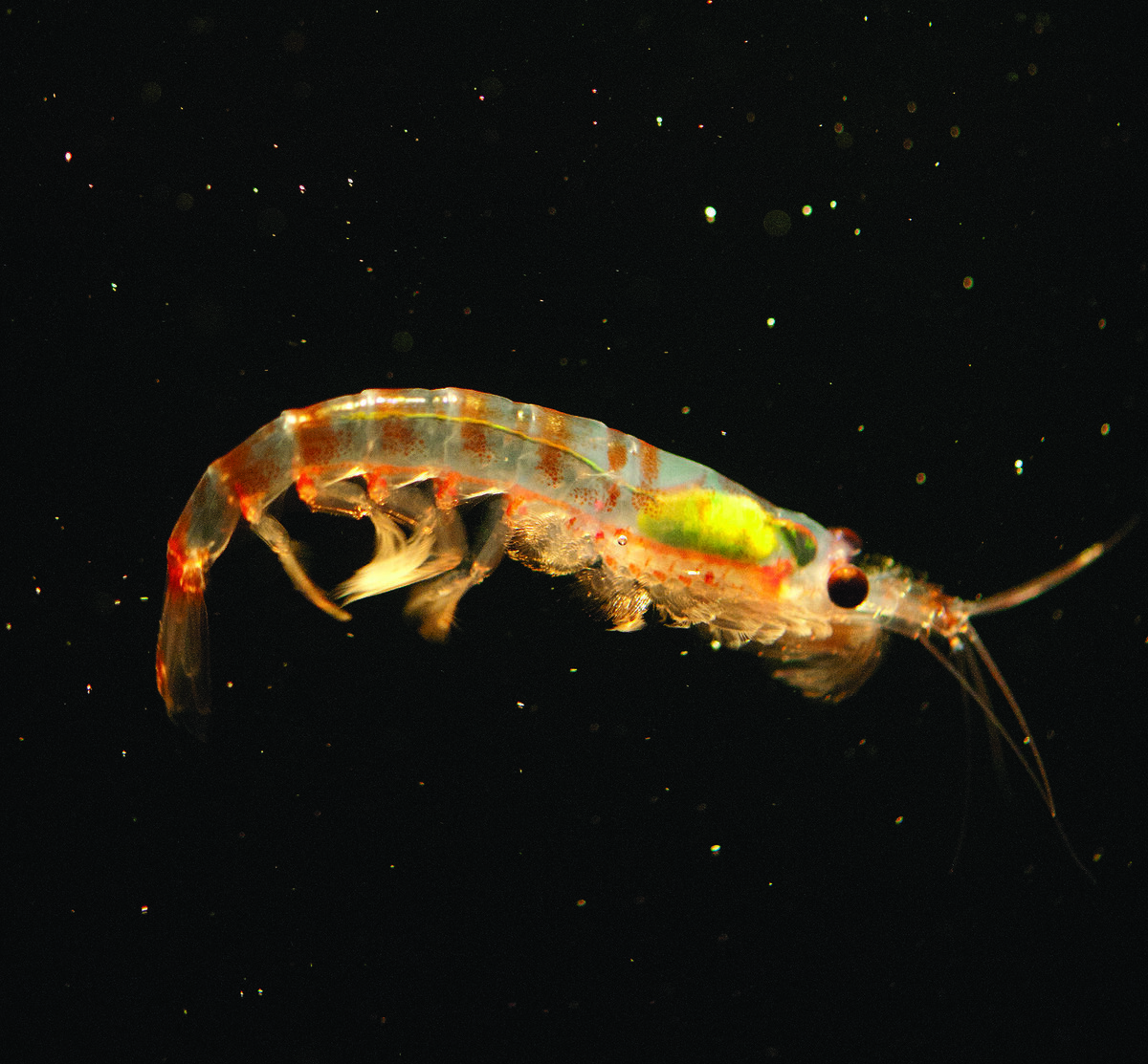 Криль - krill