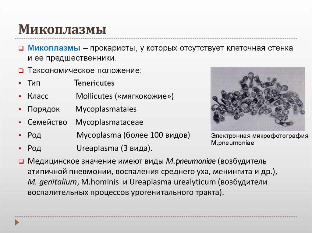 Урогенитальный микоплазмоз: какие симптомы, как передается, каковы схемы лечения
