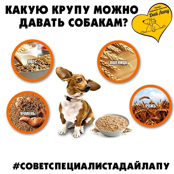 Какие крупы можно давать собакам крупных и мелких пород, какие полезны и можно варить