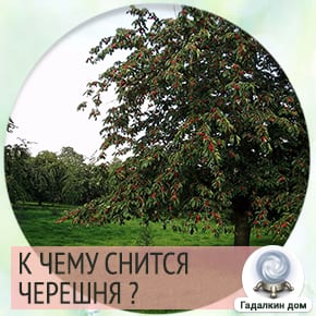 Что означает сон про черешню — значения по 31 соннику
