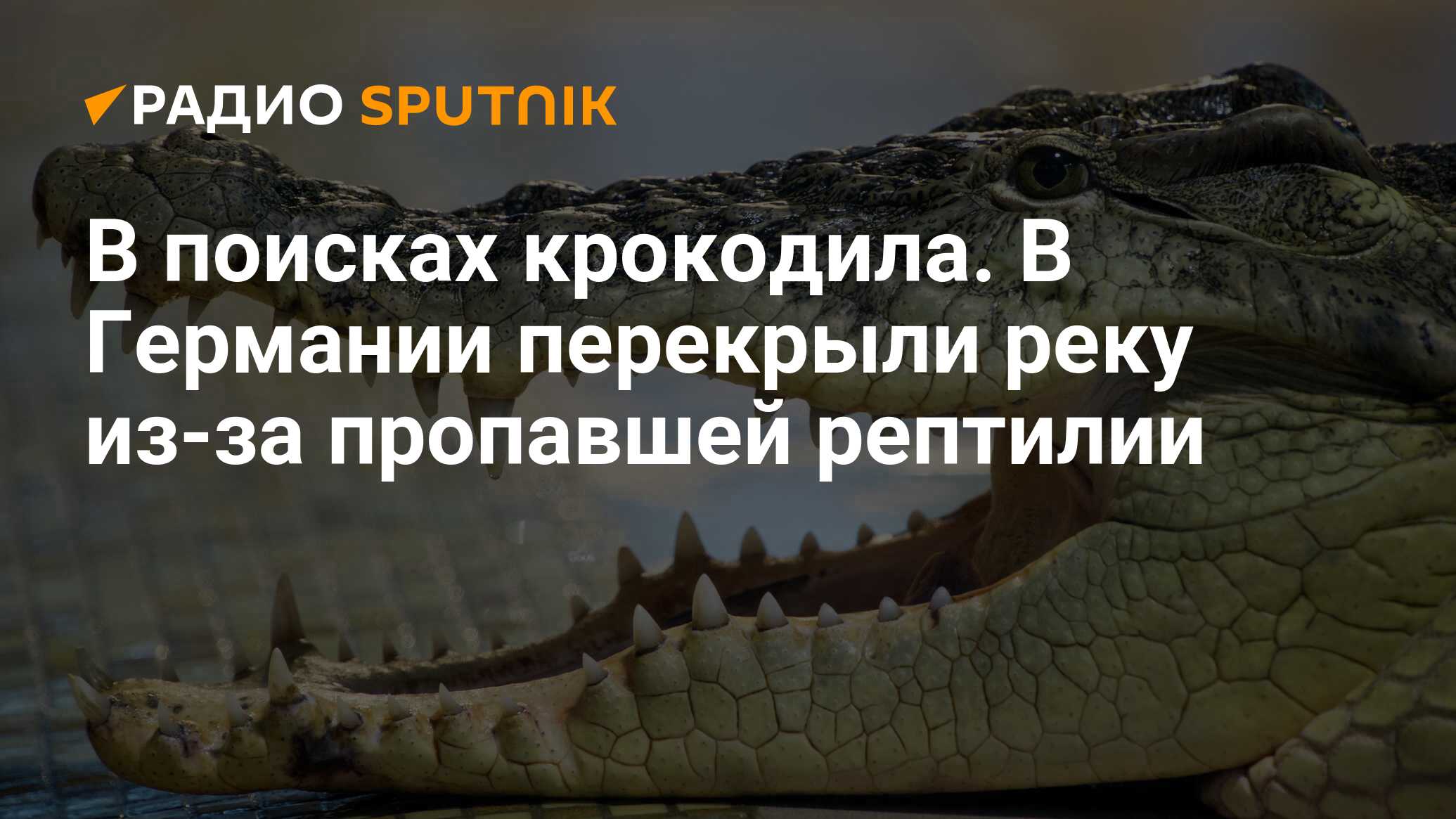 Сонник крокодил, к чему снится крокодил, во сне крокодил