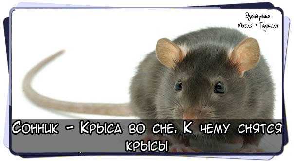Приснились дохлые крысы — толкование сна по сонникам