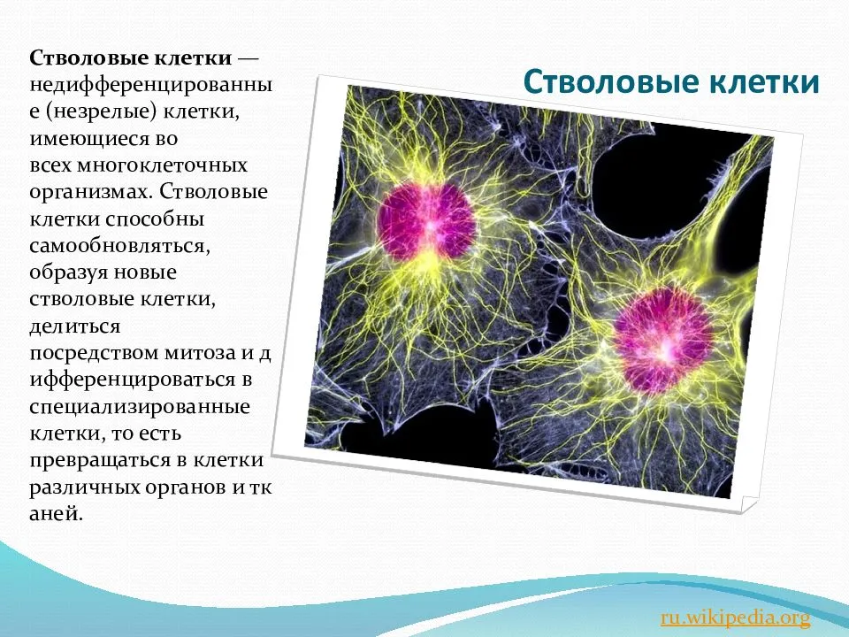 Стволовые клетки: как человечество придумало себе новое чудо
