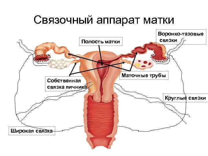 Техника гинекологического массажа у женщин