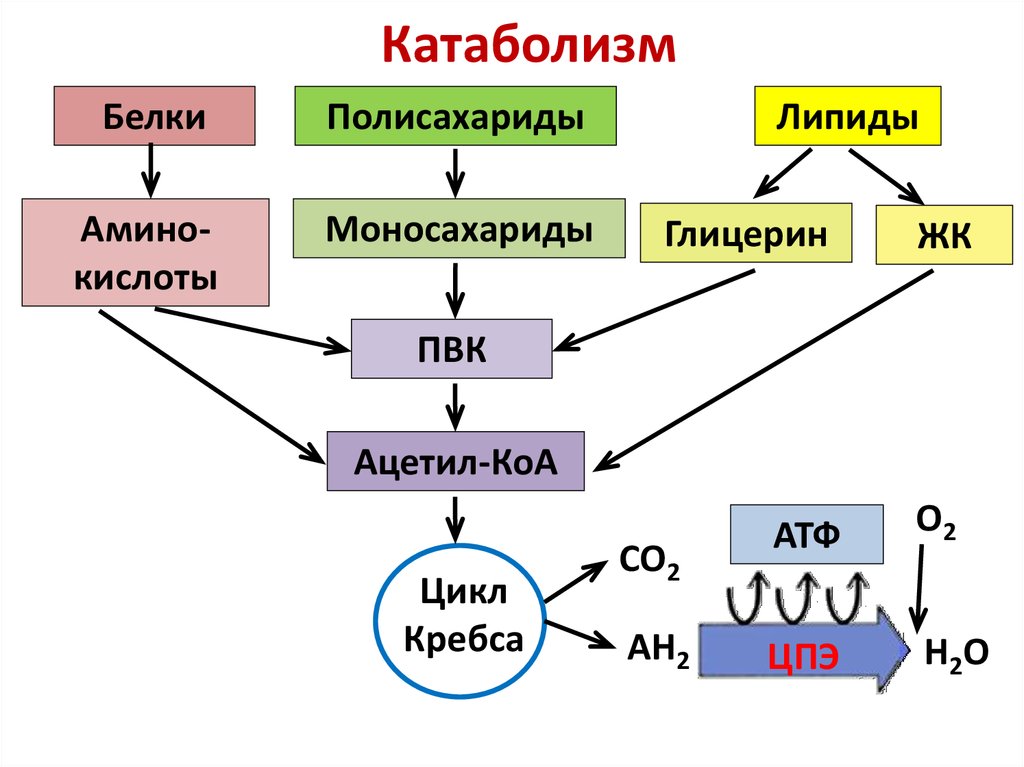 Обменные процессы важны для жиросжигания