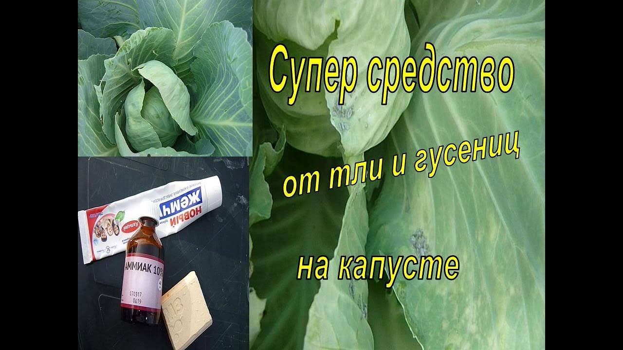 Как защитить капусту от вредителей без химикатов (натуральными средствами)
