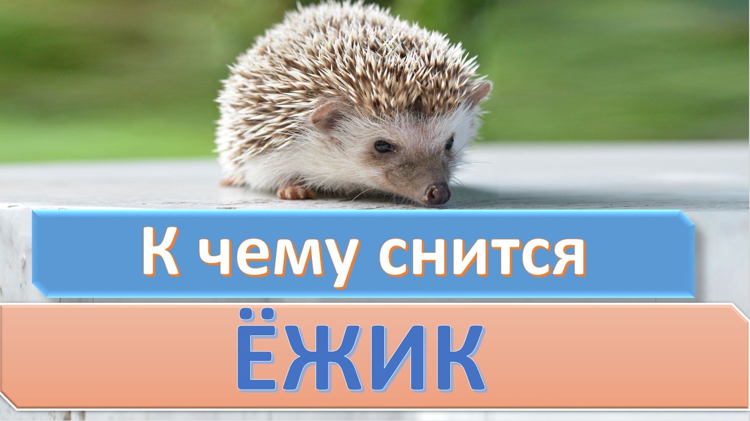 К чему снится ежик - значение сна ежик по соннику