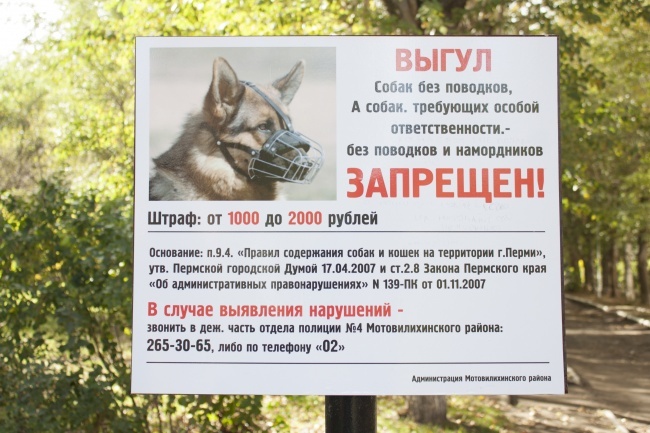 Выгул собак: какие существуют правила, как не нарушить закон