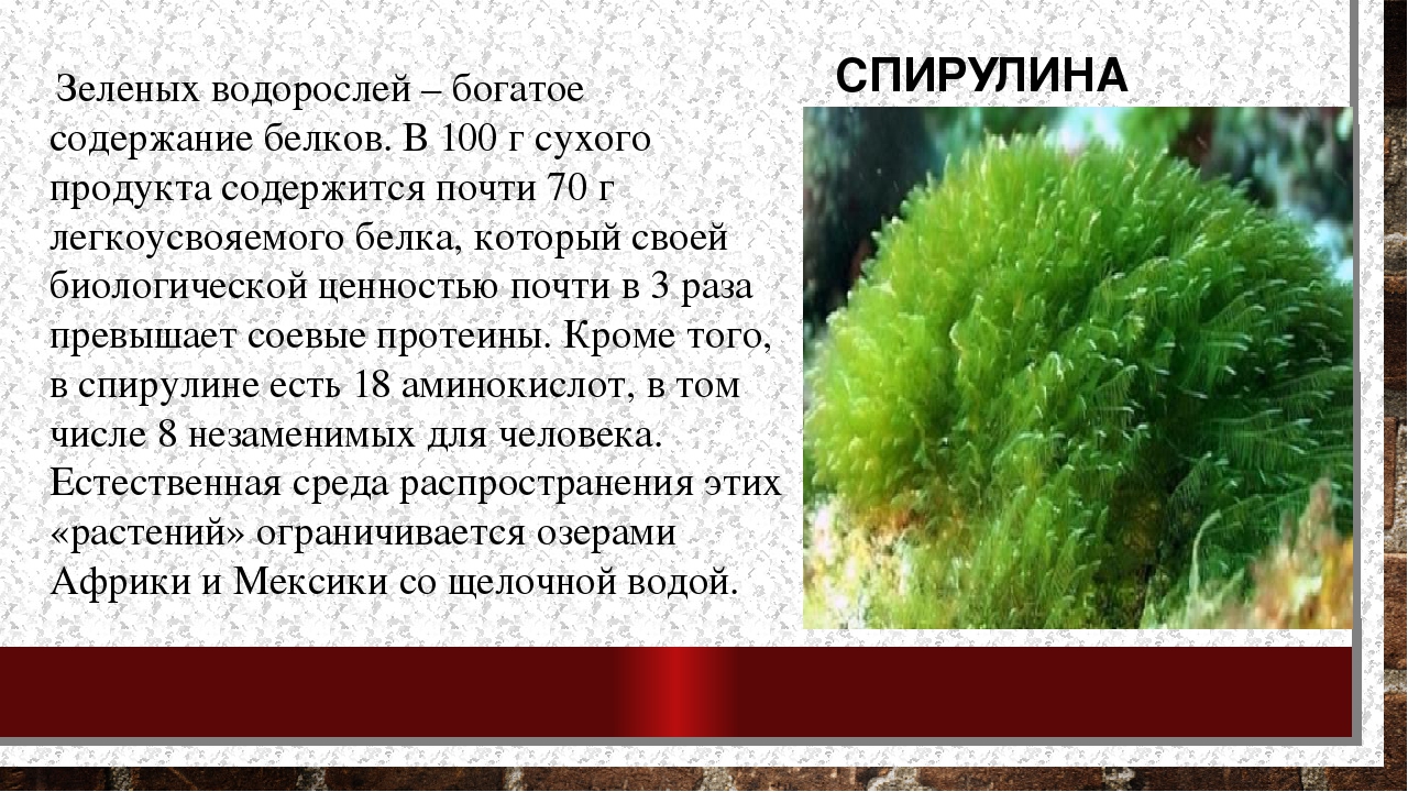 Узнайте, что такое нори, их разновидности и полезные свойства для человеческого организма Приготовьте вкусные блюда на основе этого морепродукта