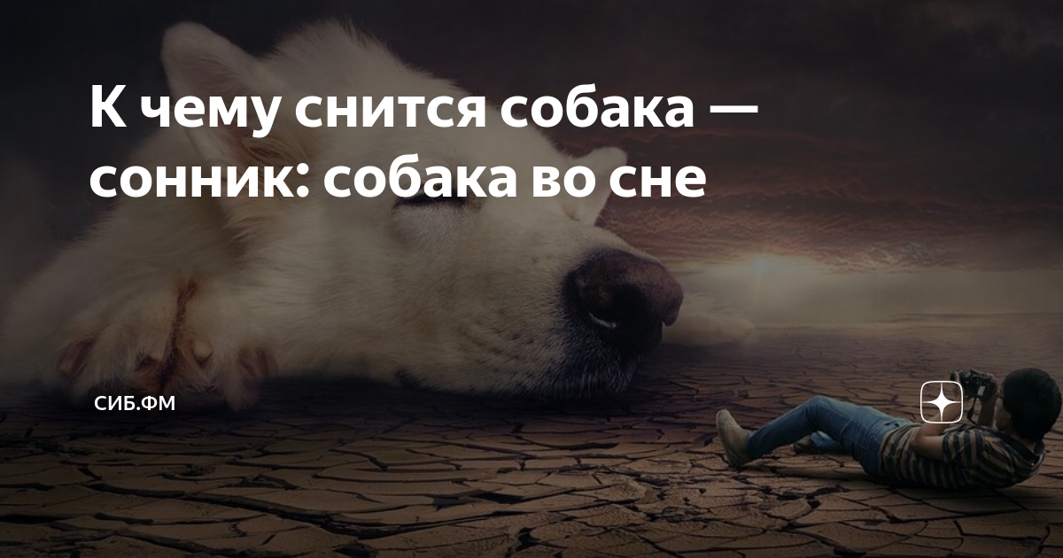 К чему снится собака: секреты и значения сновидений