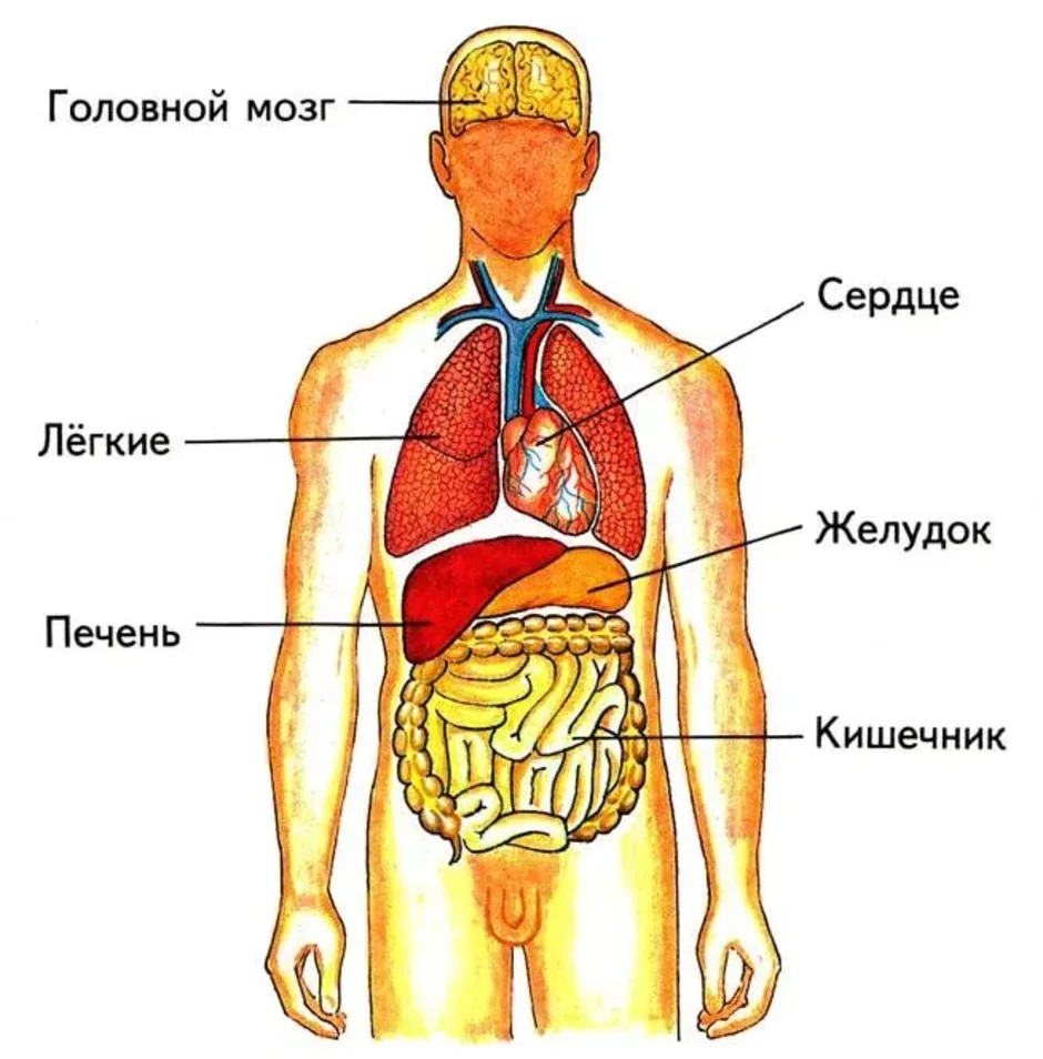 Анатомия человека: строение внутренних органов