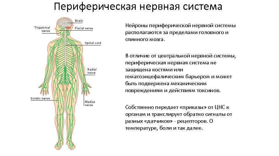 65. человек и его здоровье
                                читать 0 мин.