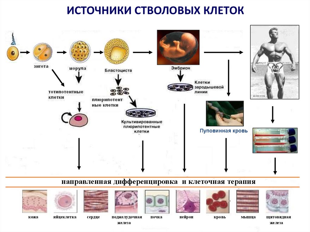 Стволовые клетки растений | портал 1nep.ru