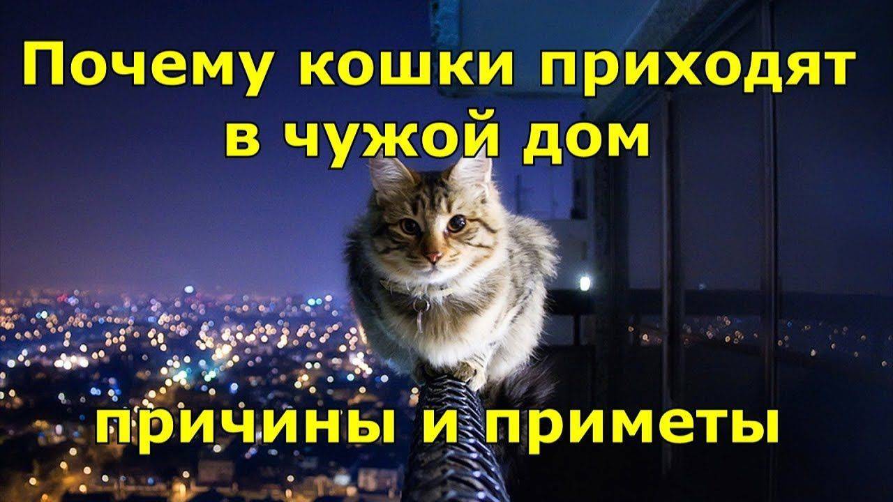 Приметы про кошек в доме: все народные поверья и их значение