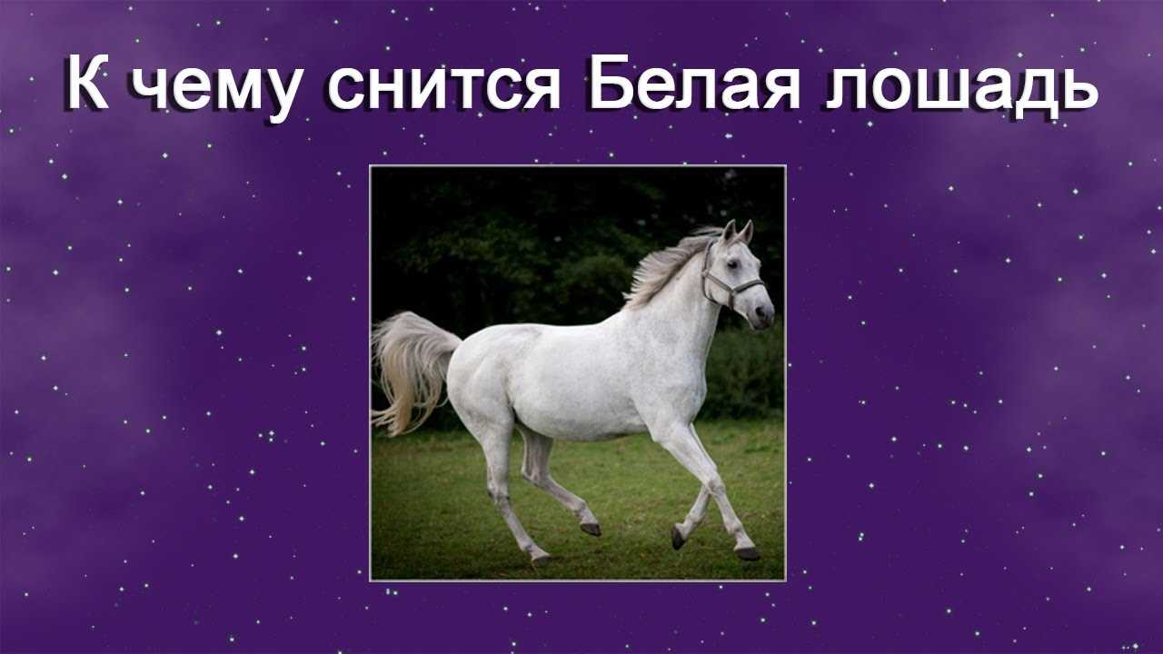 Приснилась лошадь — толкование сна