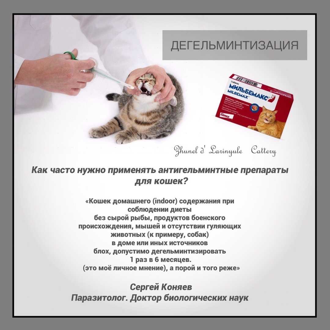 Дегельминтизация собак: зачем необходима и как проводится